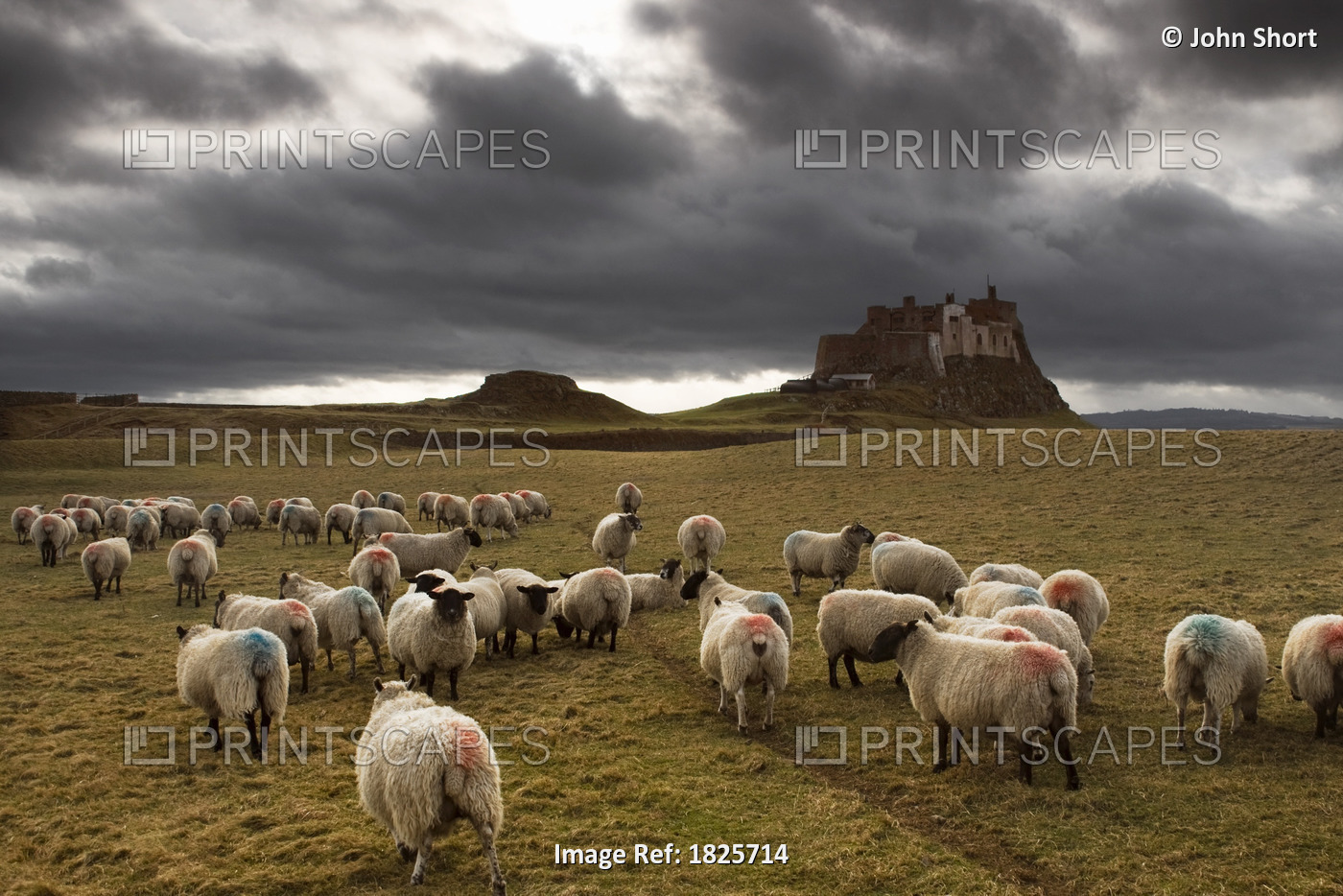 Sheep Grazing By Lindisfarne Castle, Holy Island, Berwick-Upon-Tweed, ...
