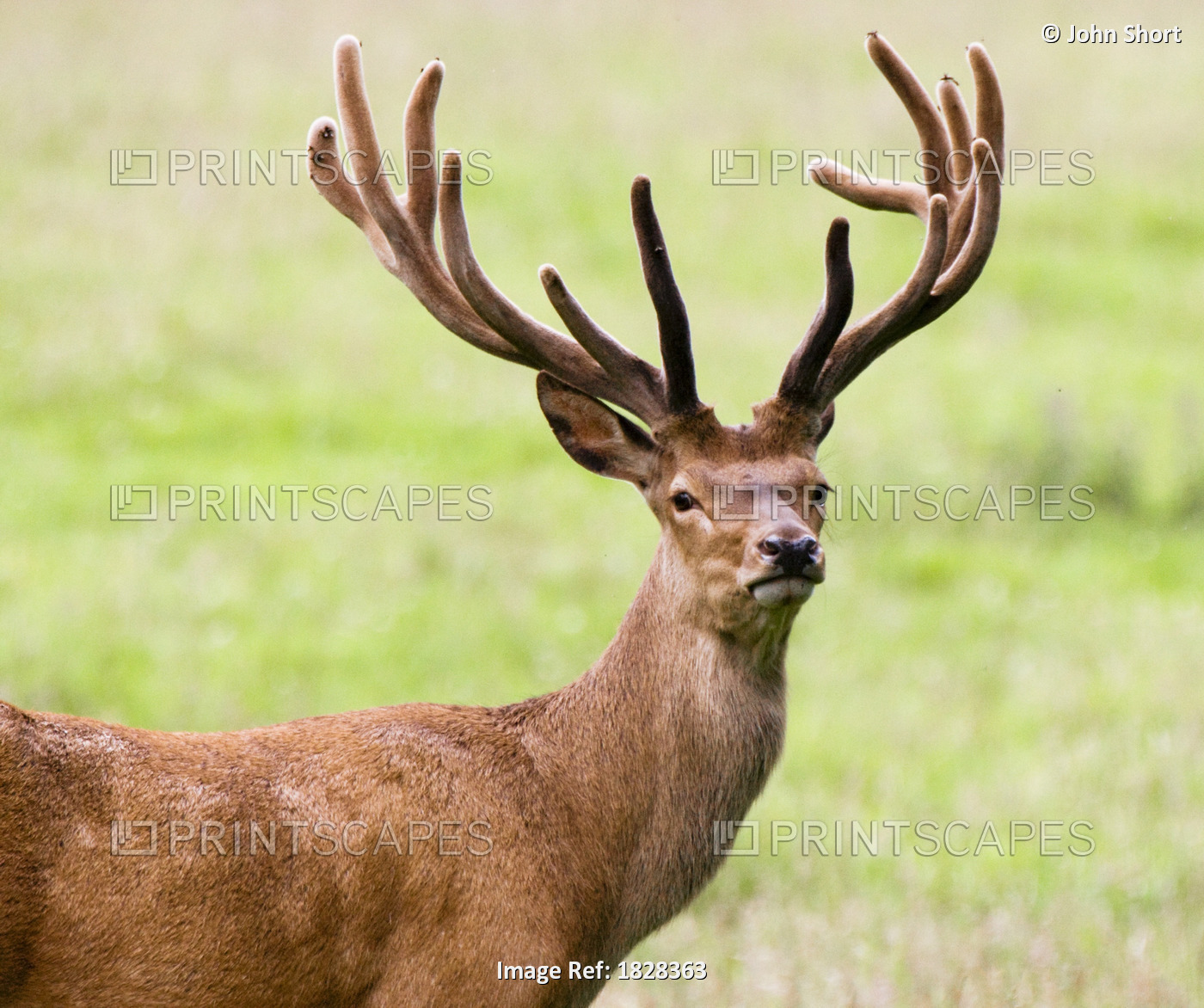 Deer With Antlers, Harrogate, Yorkshire, England