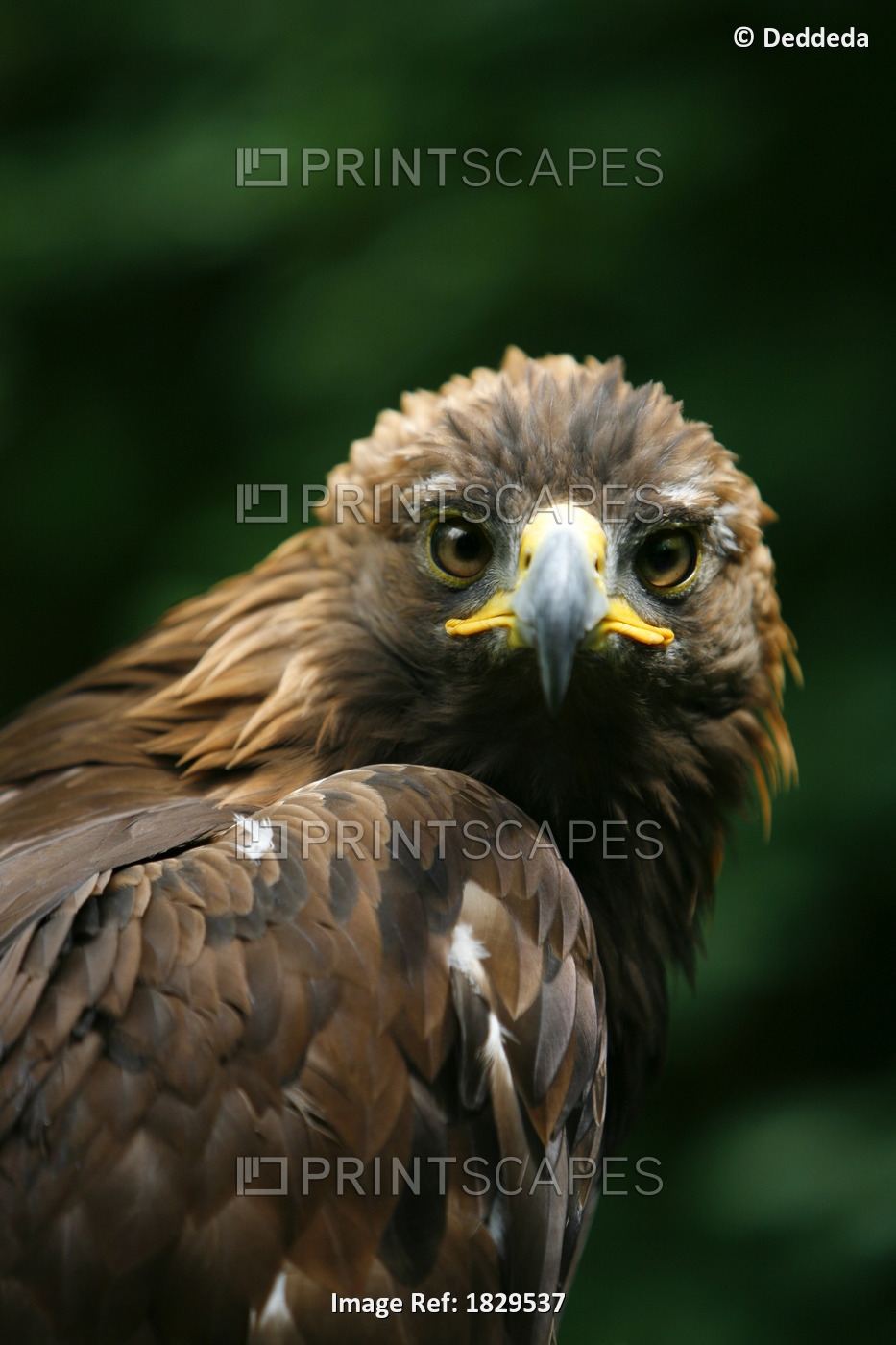 Golden Eagle's Face (Aquila Chrysaetos)
