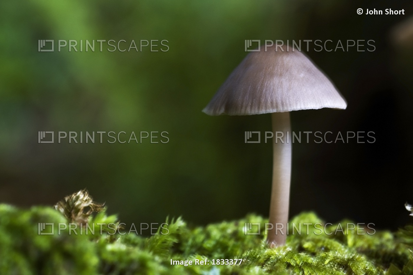 Close-Up Of Mushroom