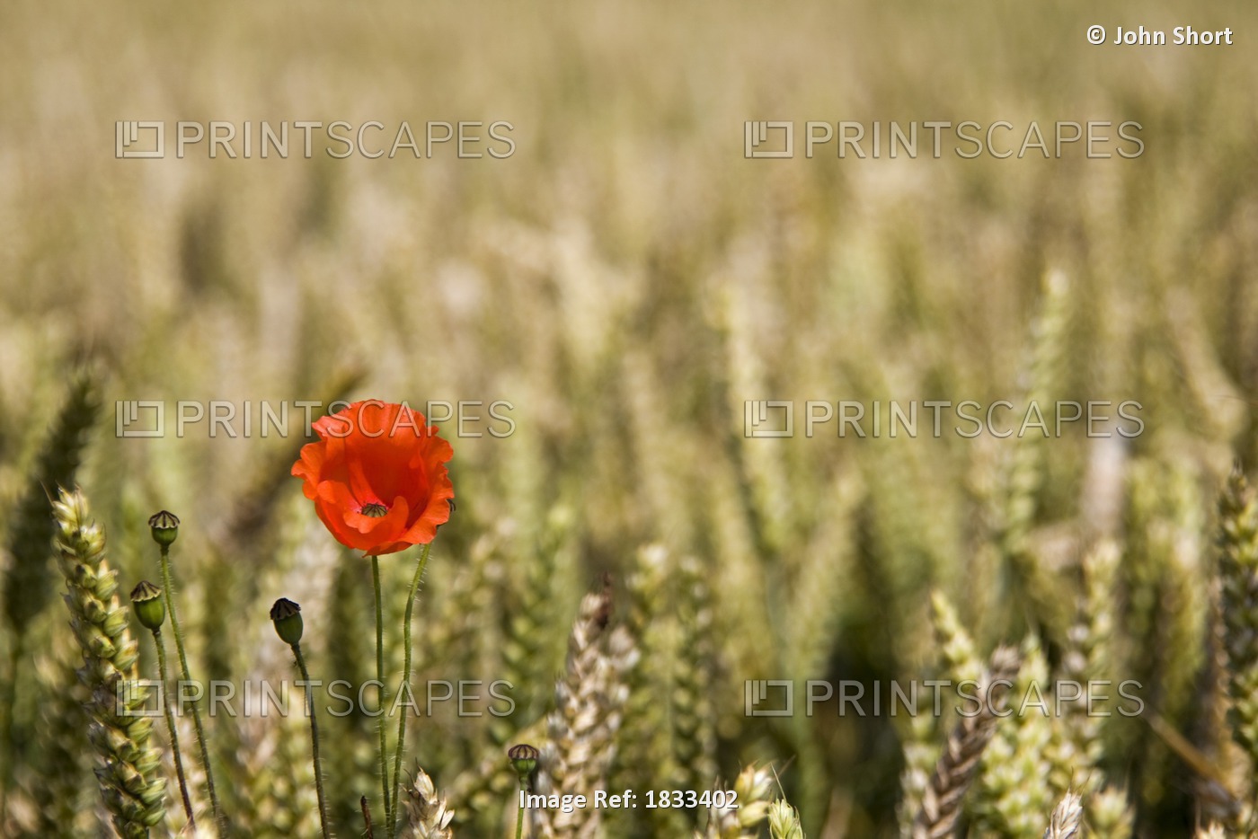 Poppy Flower In Field Of Wheat