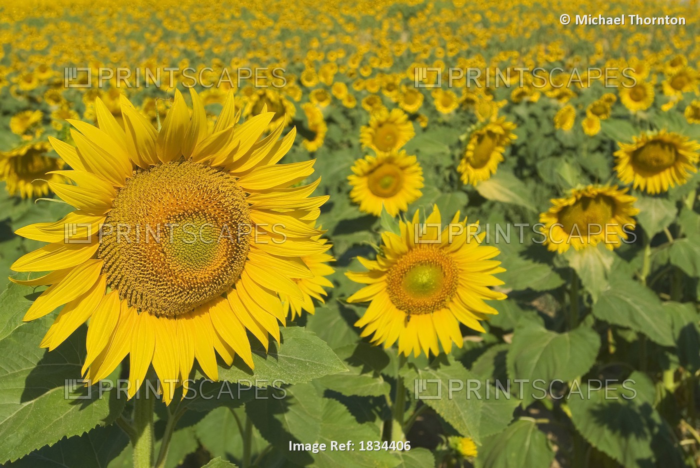 Sunflowers, Helianthus Annuus, Andalusia, Spain, Europe