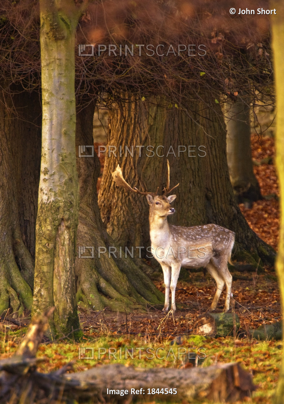 Male Deer In Forest