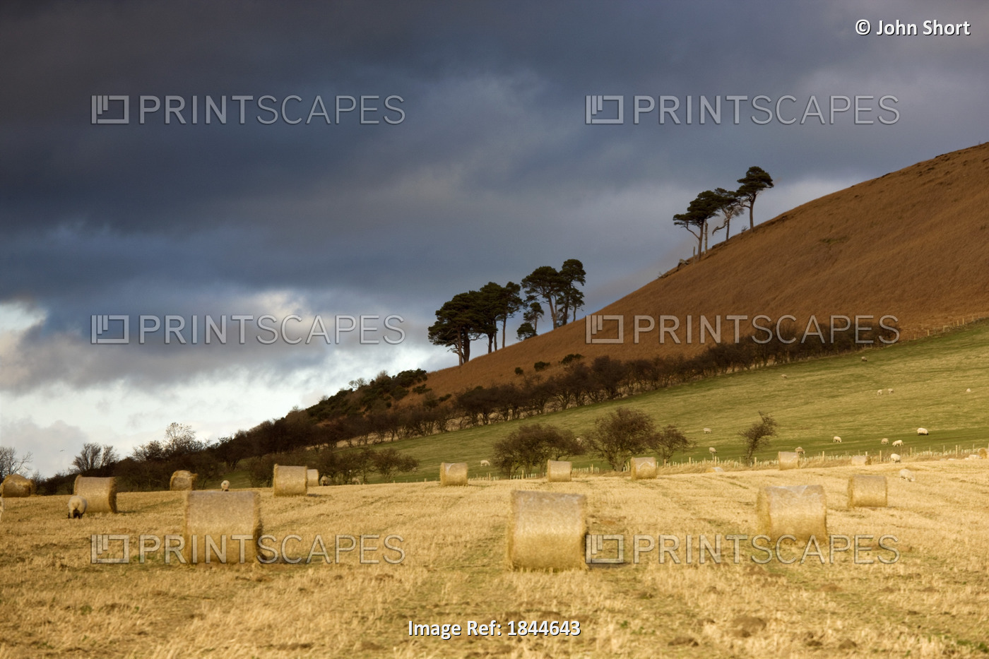 Hay Bales In A Field, Northumberland, England