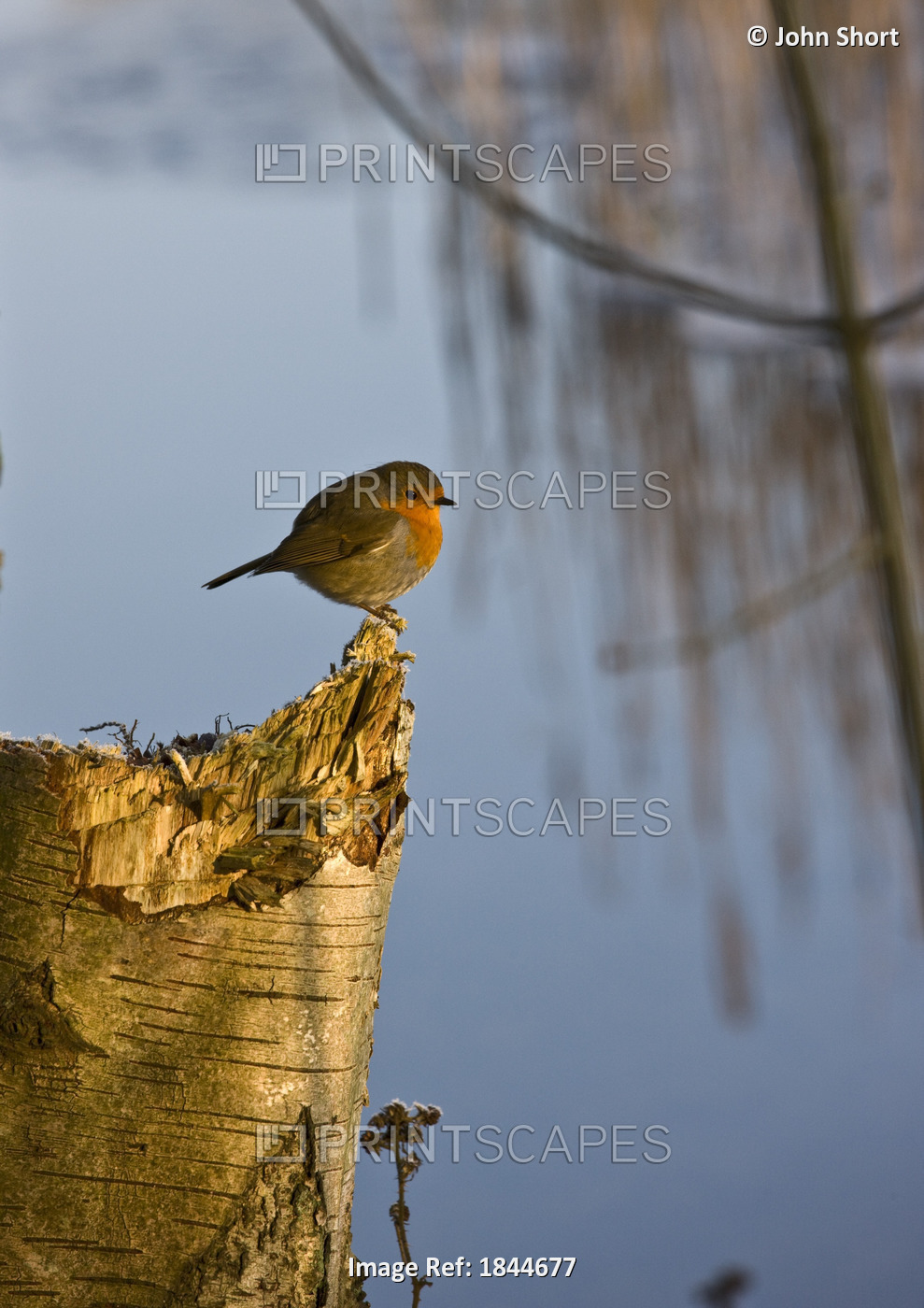 England; Robin Perched On Tree Trunk
