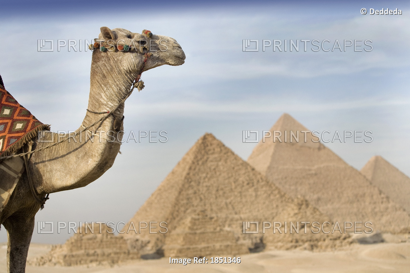 A Camel With The Pyramids In The Background; Cairo,Egypt,Africa