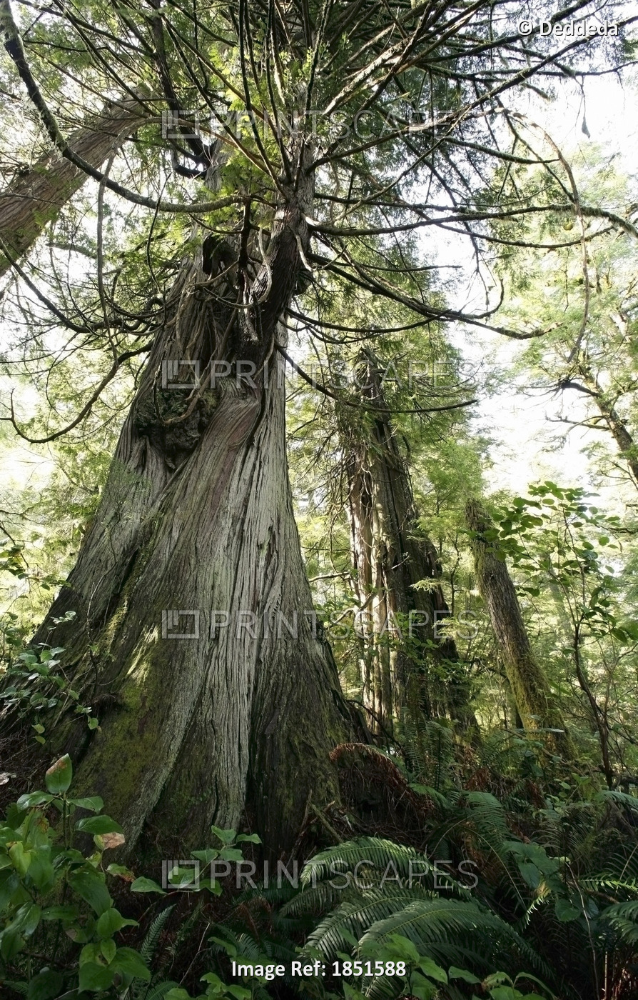 Meares Island, British Columbia, Canada; Cedar And Fir Trees