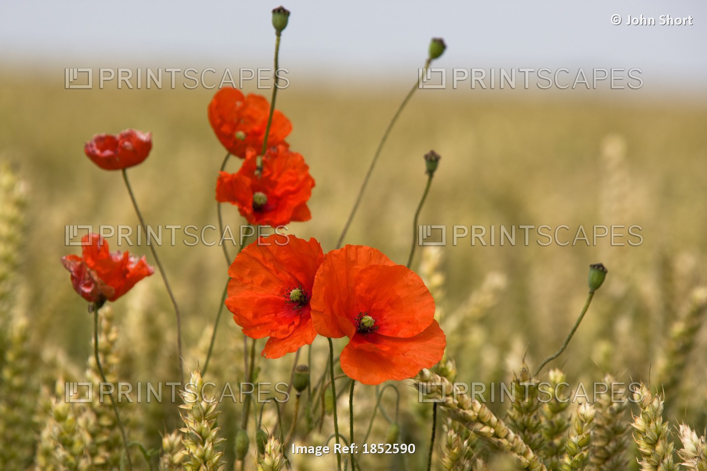 Red Poppies In A Field Of Grain