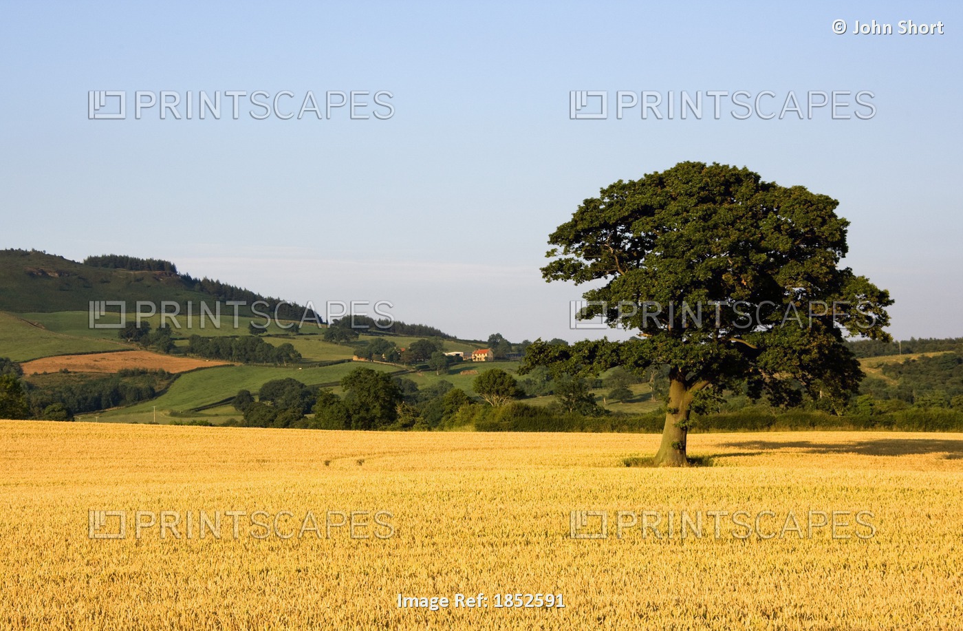 Tree In A Golden Field Of Grain, North Yorkshire, England