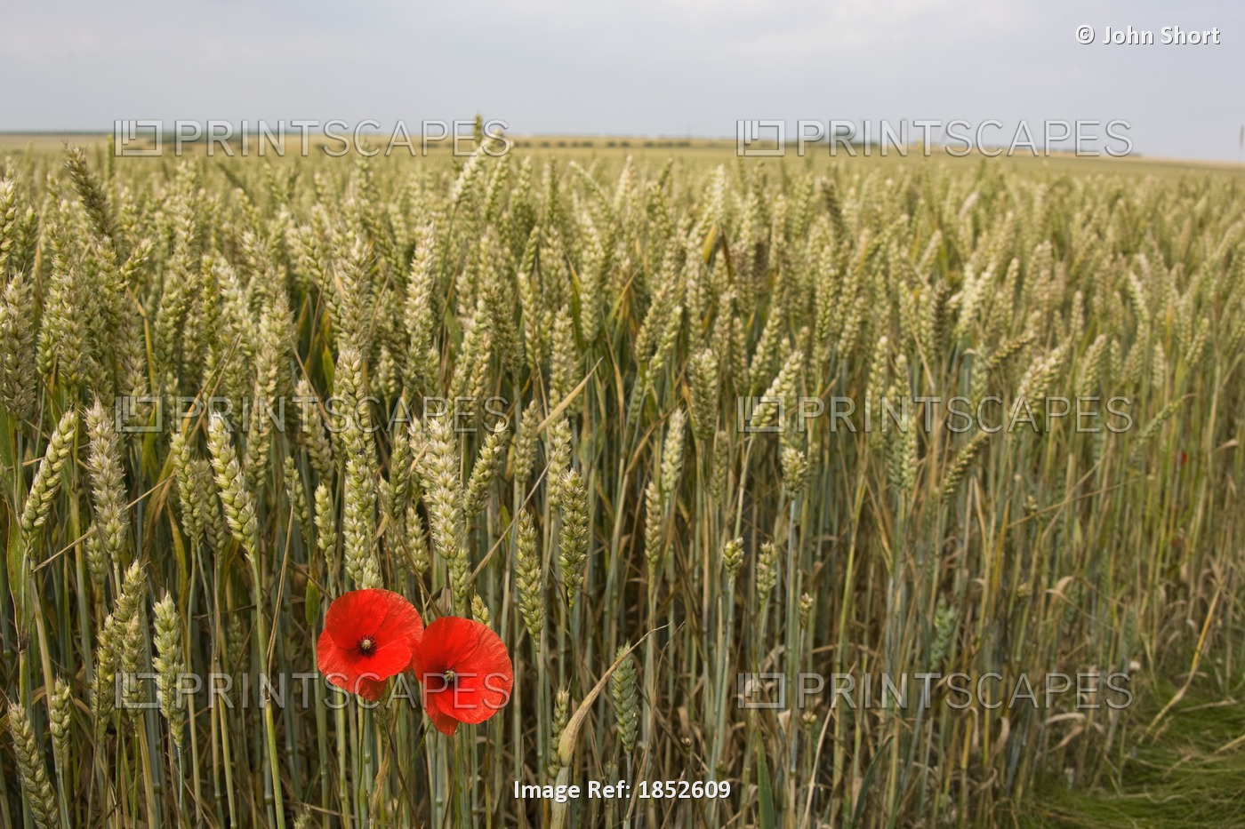Wildflowers; Poppies Beside Grain Field