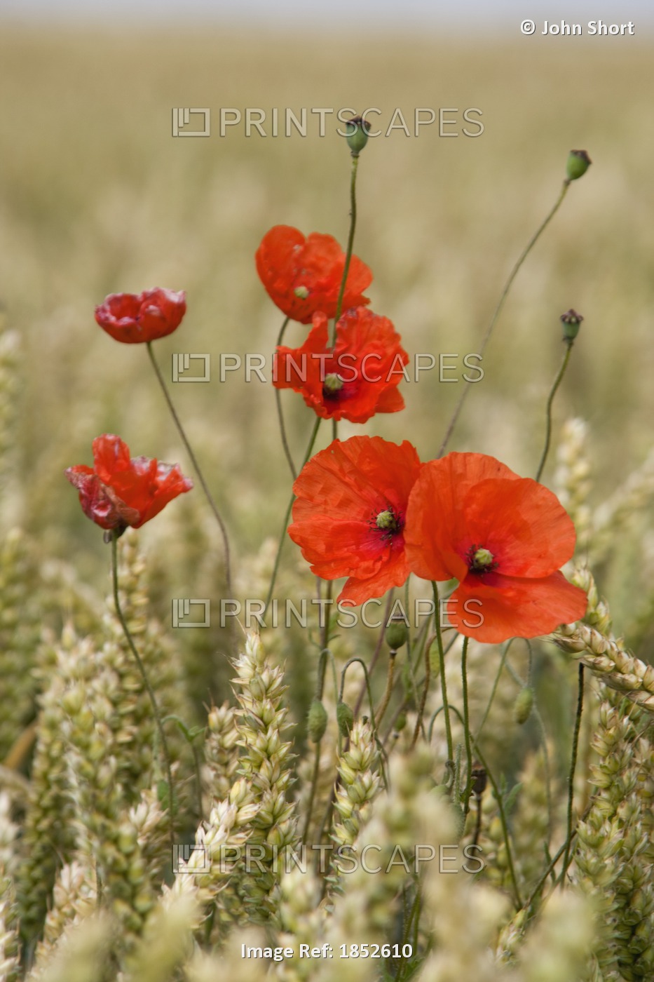 Wildflowers; Poppies In A Grain Field