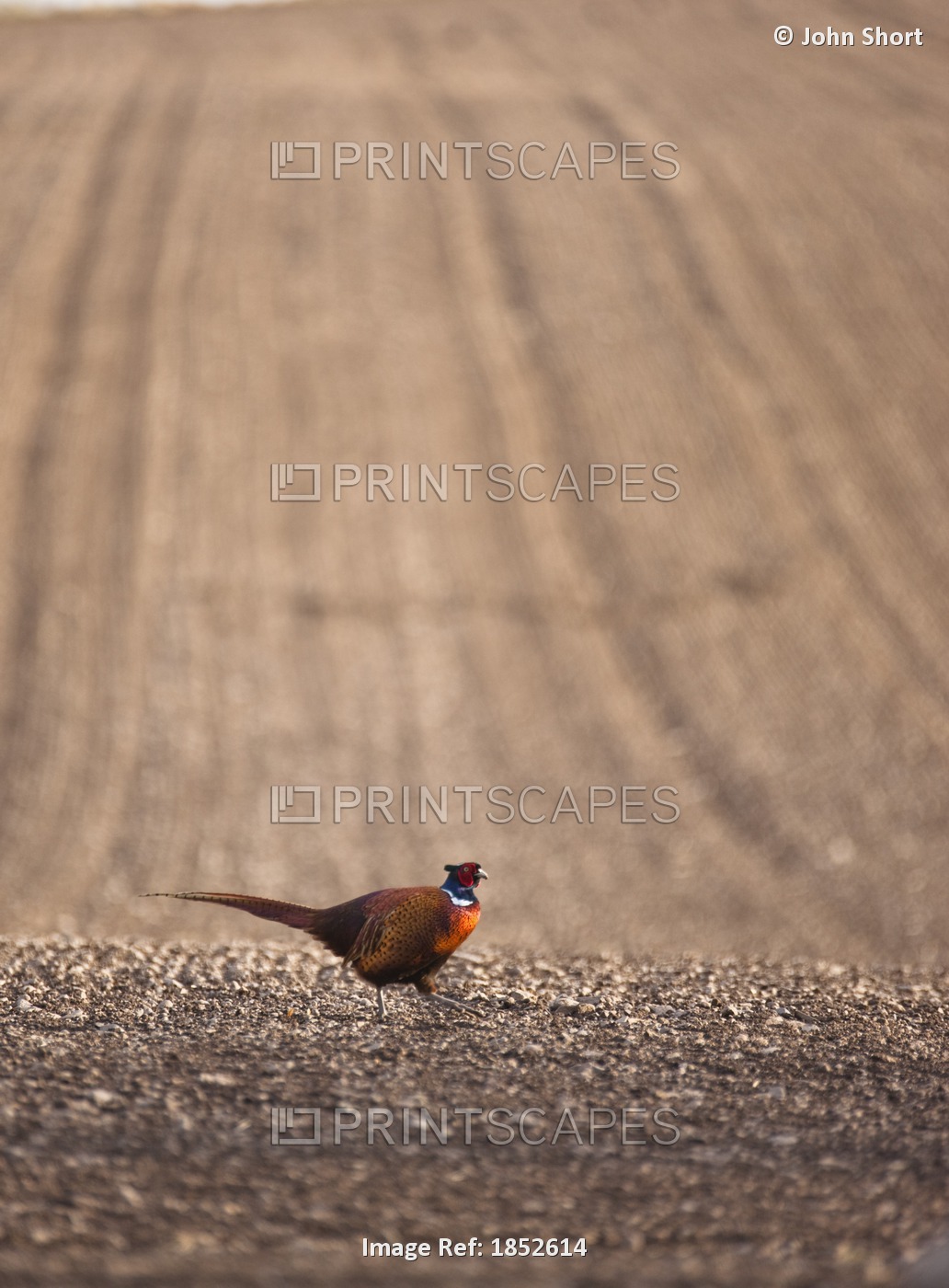 Pheasant Standing On The Ground