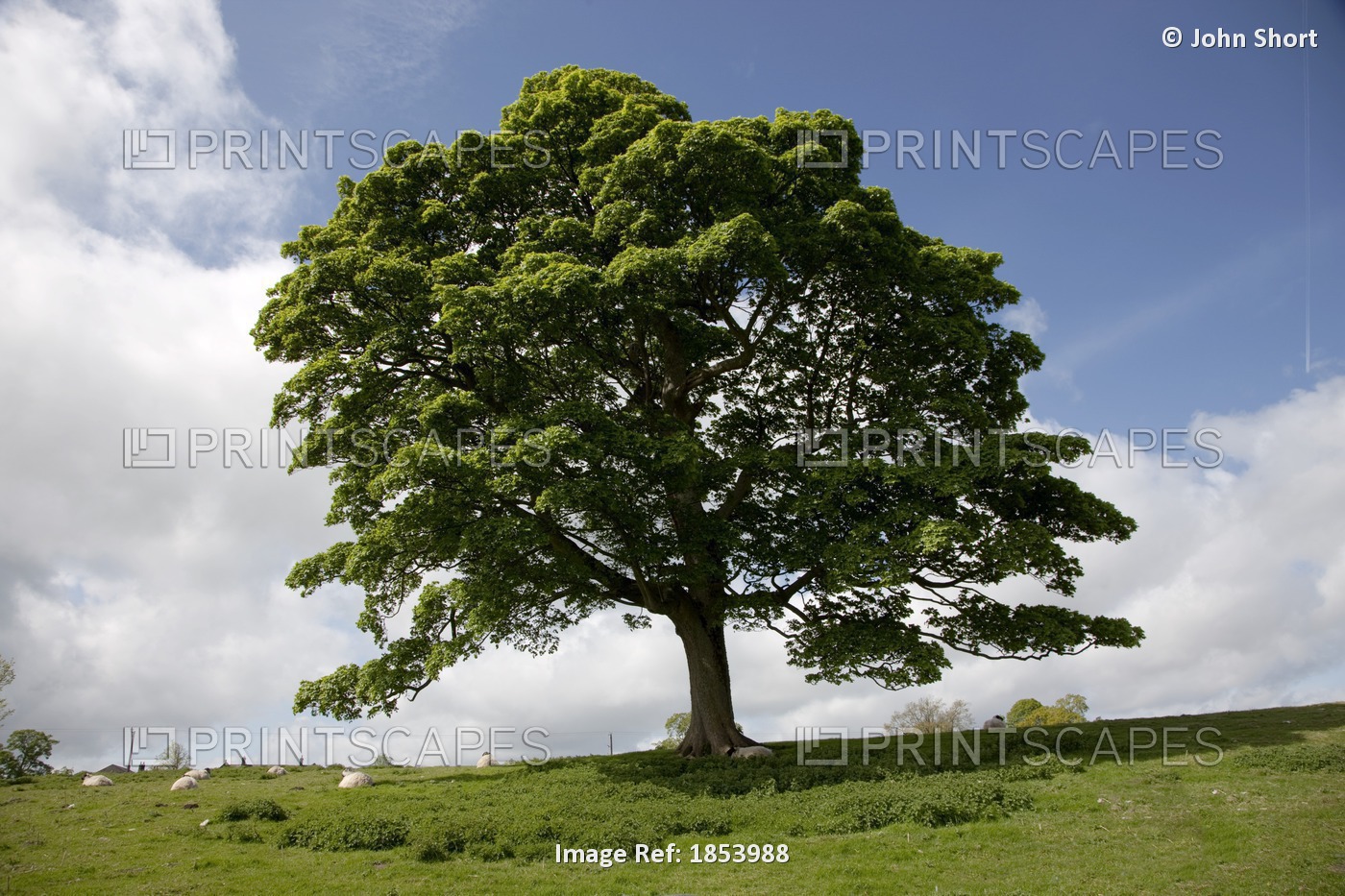Tree; Northumberland, England