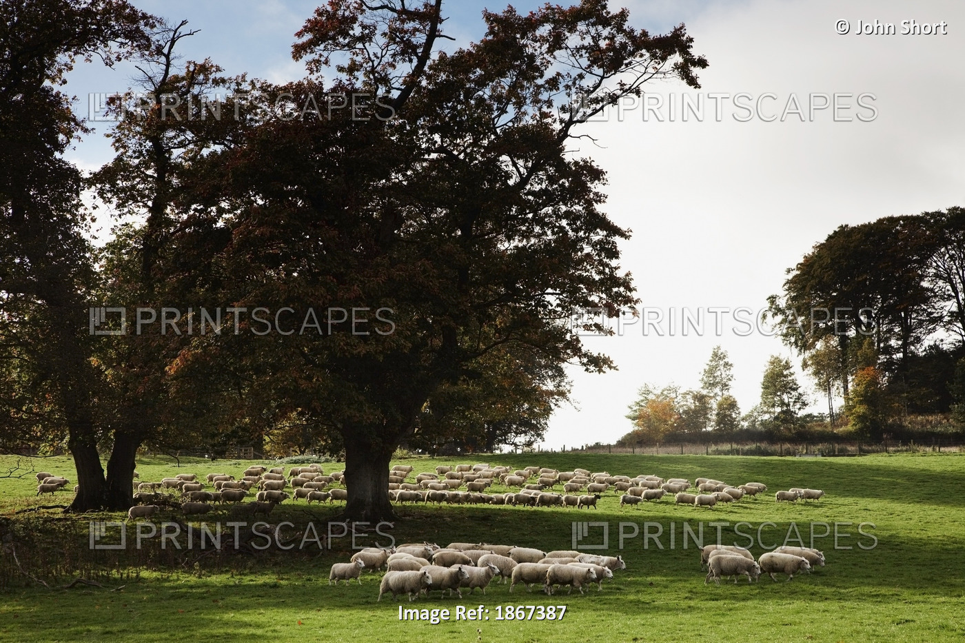 Sheep Grazing; Northumberland, England
