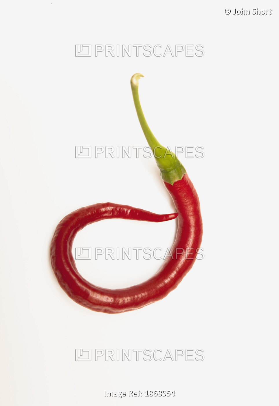 A Red Jalapeno Pepper That Has Curled