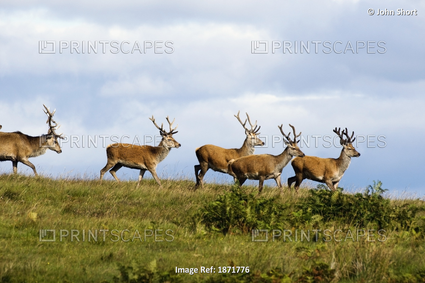 Isle Of Islay, Scotland; Deer On The Top Of A Hill