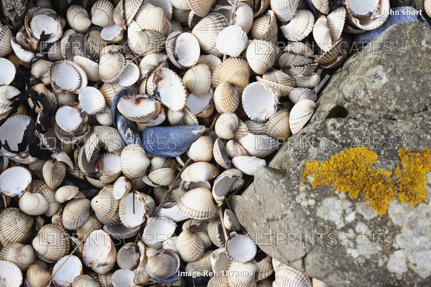 An Abundance Of Seashells Beside A Rock