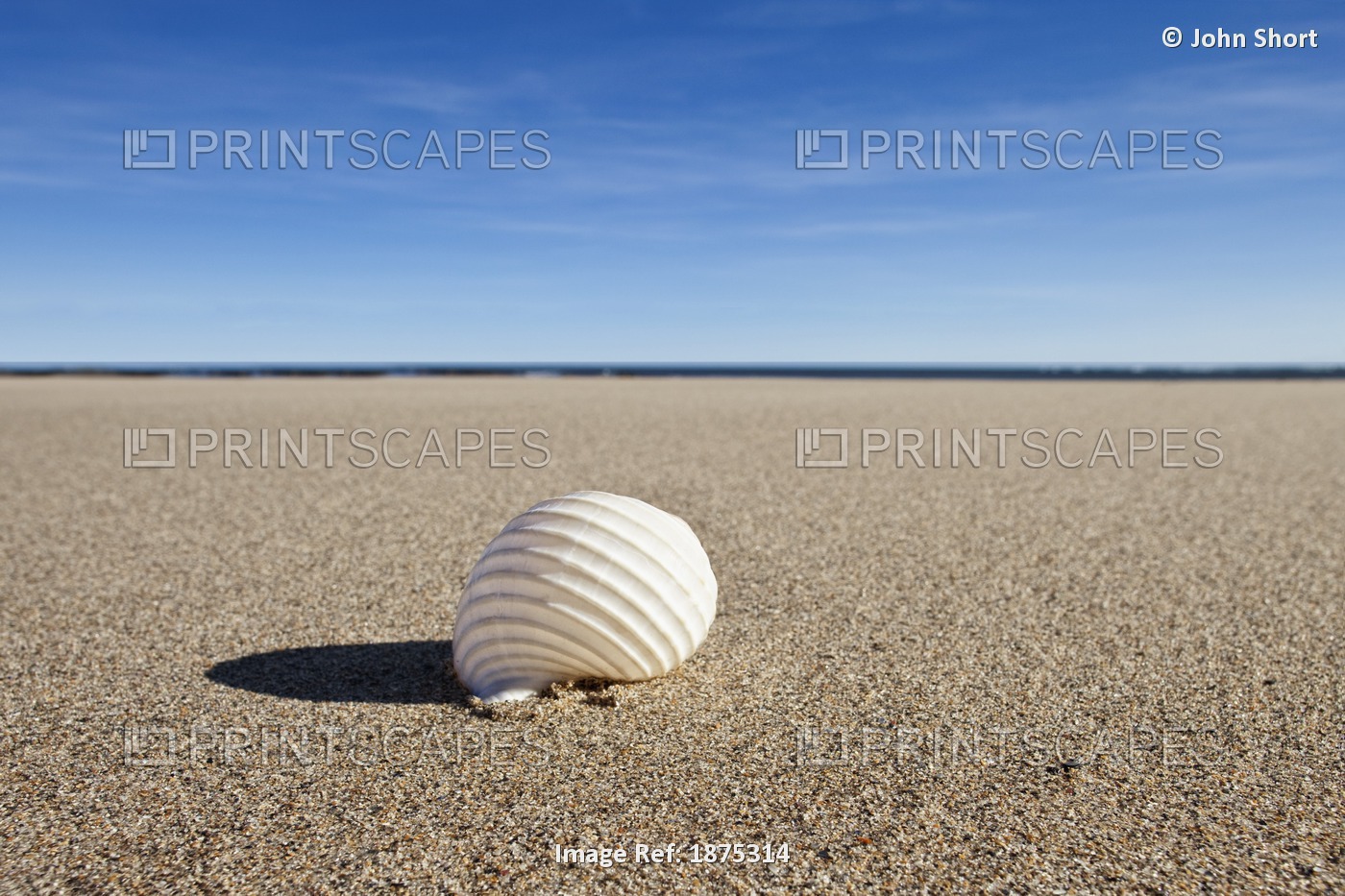 Northumberland, England; A Seashell On The Sand On Low Newton Beach