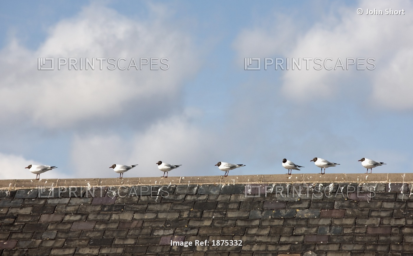 Amble, Northumberland, England; Birds Lined Up In A Row Along The Peak Of A Roof