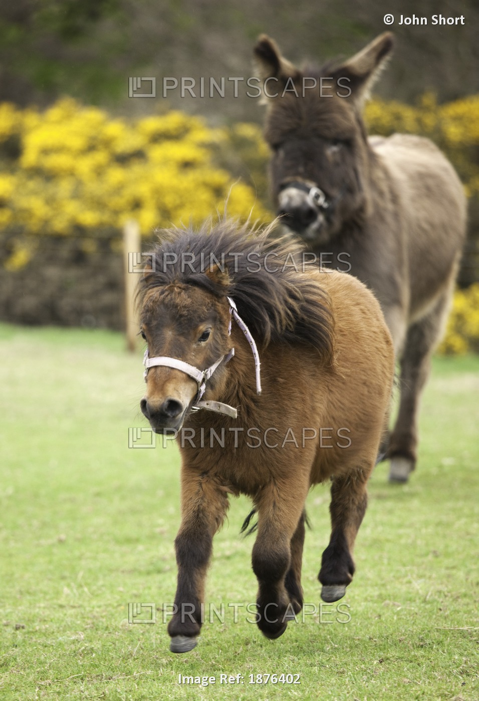 Northumberland, England; Two Ponies Running In A Field