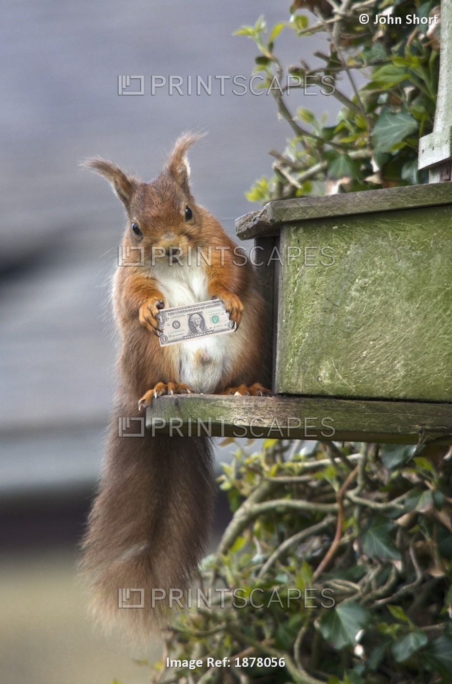 A Red Squirrel Perched On A Ledge; Farne Islands, Northumberland, England