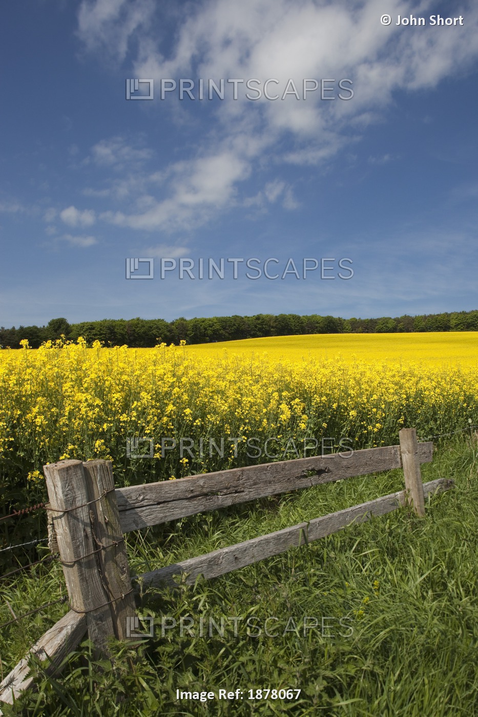 A Wooden Fence Along A Field Of Canola; Northumberland, England
