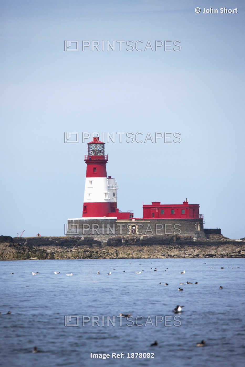 Longstone Lighthouse And Guillemot In The Water; Farne Islands, Northumberland, ...