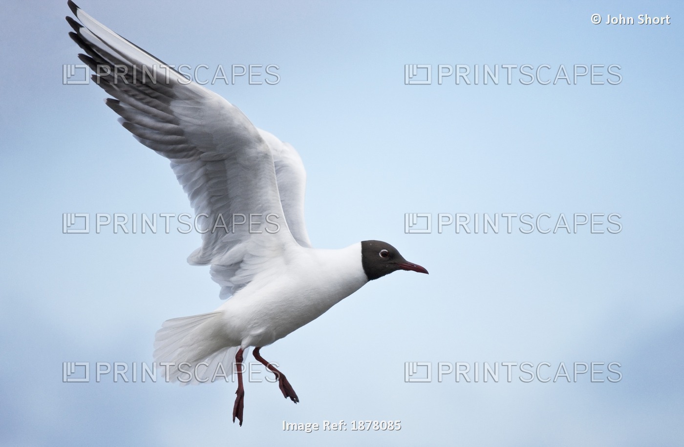 Bonaparte's Gull (Chroicocephalus philadelphia) in flight, Farne Islands, ...