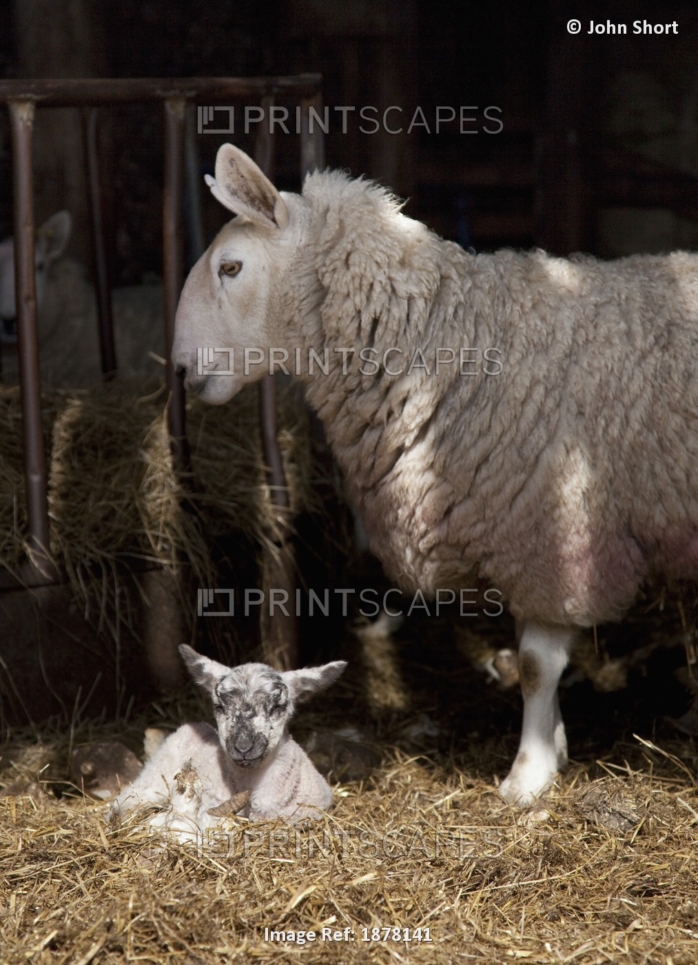 A Sheep With A Lamb Laying In The Hay; Northumberland, England