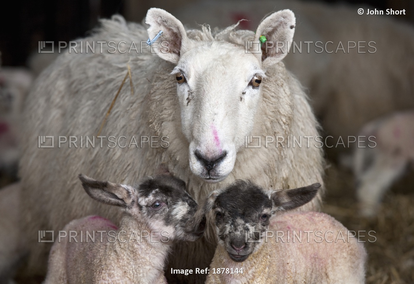 A Sheep With Two Lambs; Northumberland, England