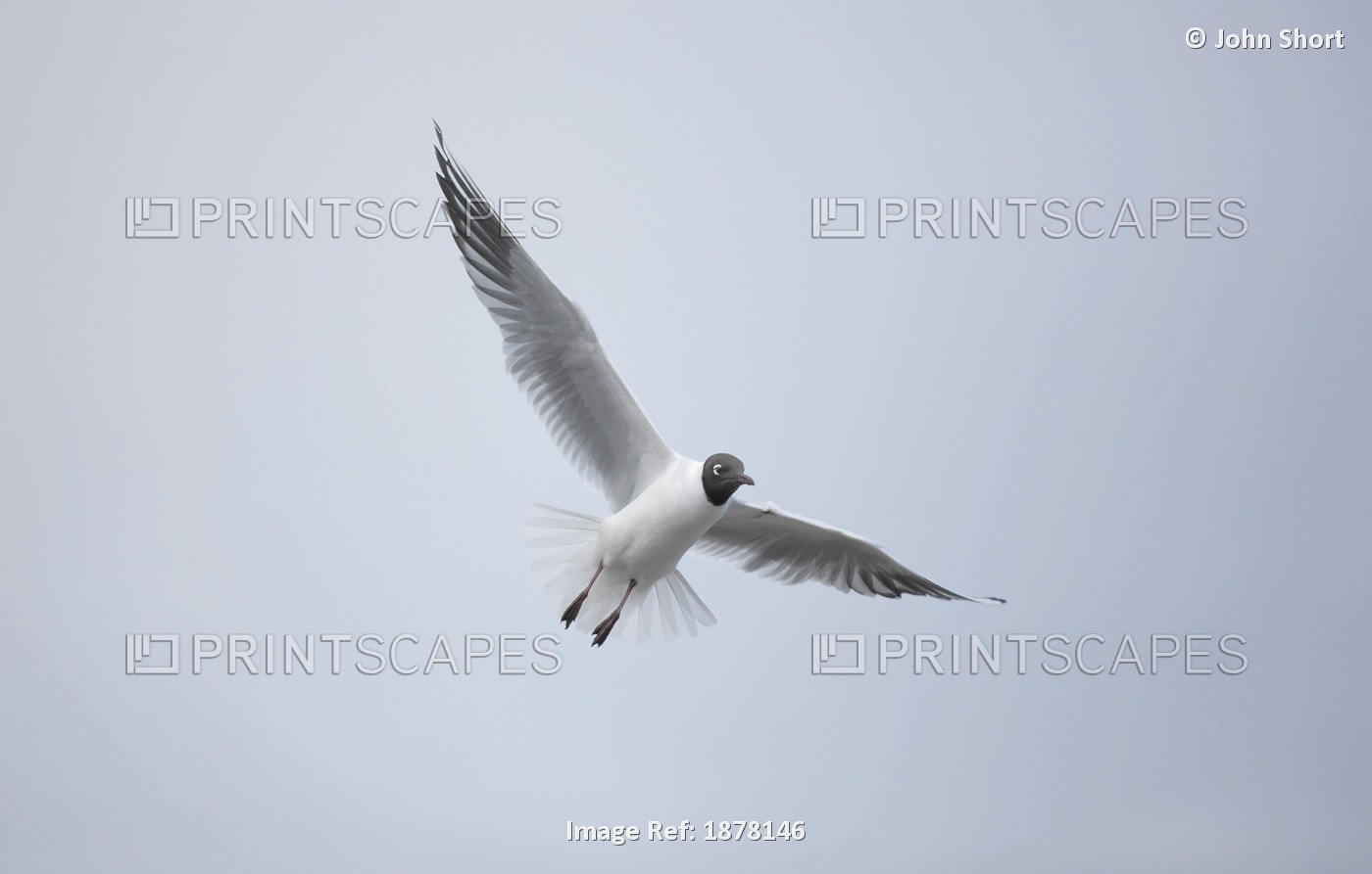 A Bird In Flight; Amble, Northumberland, England