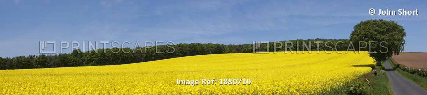 A Canola Field Along A Road; Northumberland, England