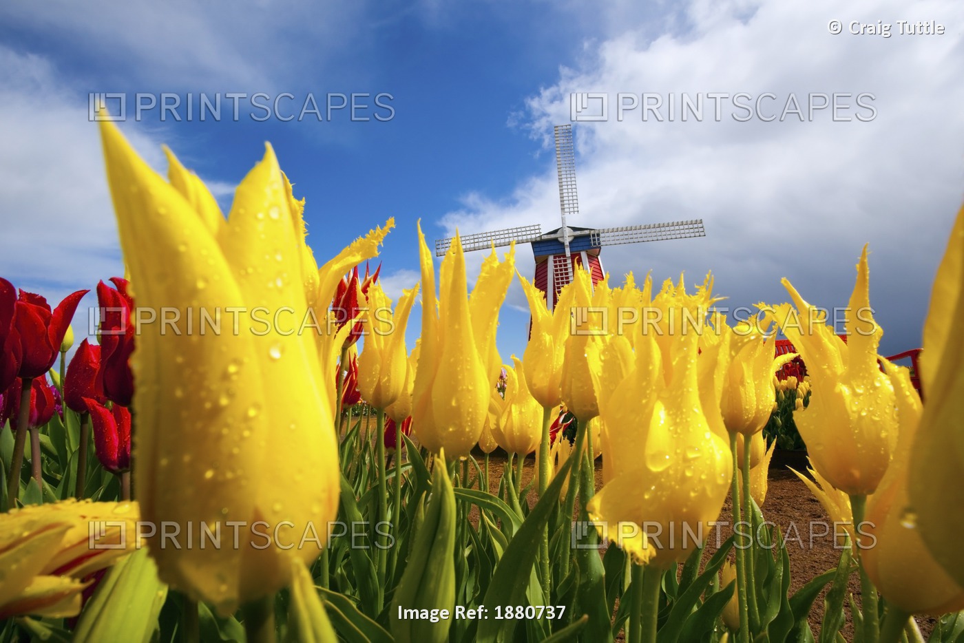 Tulips In A Field And A Windmill At Wooden Shoe Tulip Farm; Woodburn, Oregon, ...
