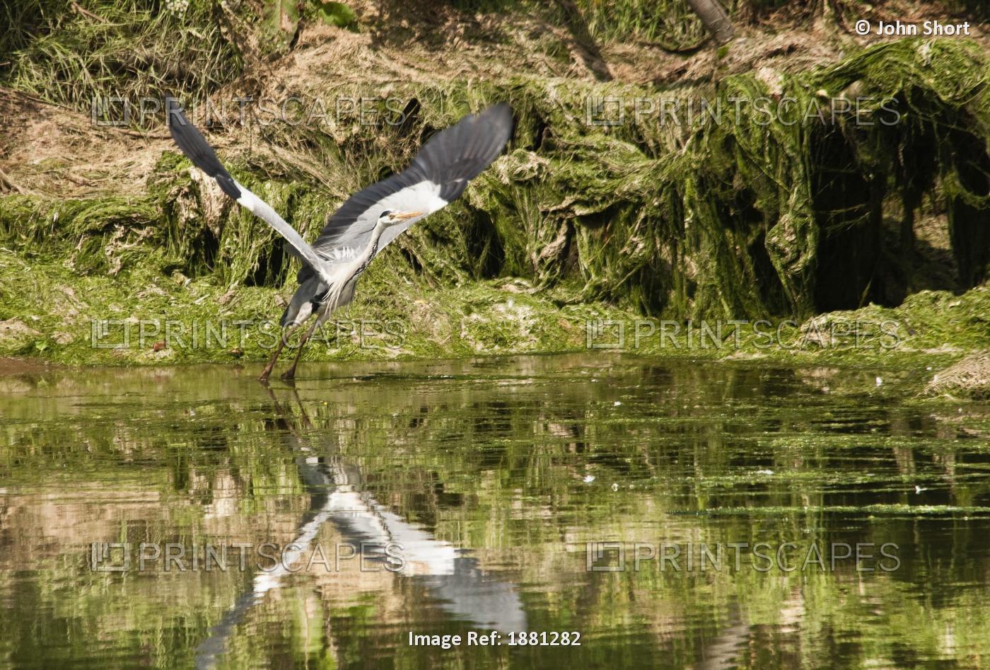 A Grey Heron Landing On Water; Warkworth, Northumberland, Englad