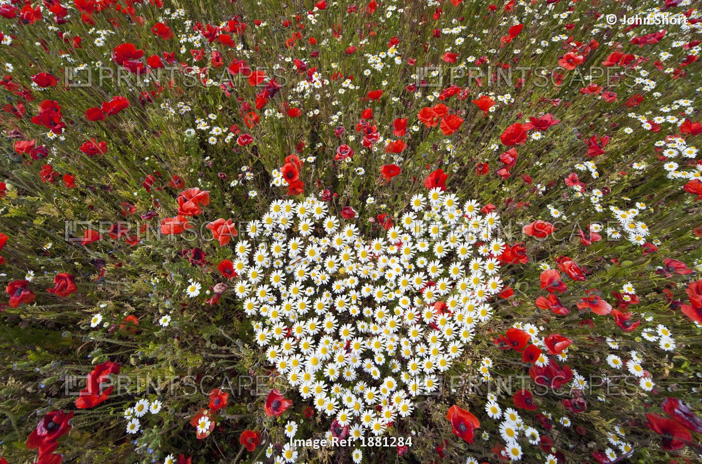 Daisies In The Shape Of A Heart; Northumberland, England