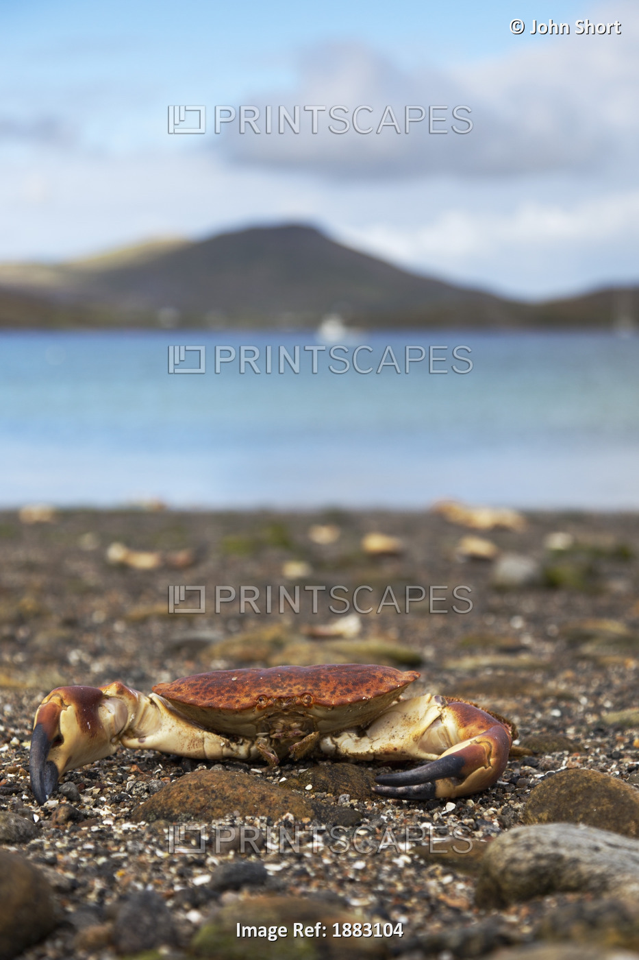 A Crab On The Shore; Isle Of Barra, Scotland