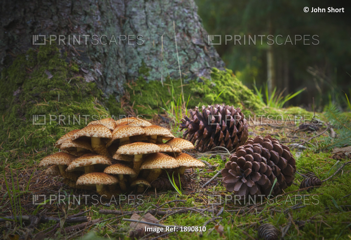 Mushrooms And Pine Cones On The Forest Floor; Northumberland, England