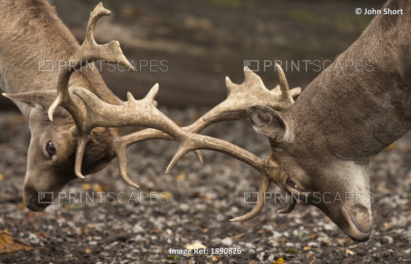 Two Deer (Cervidae) Fighting With Antlers; Northumberland, England