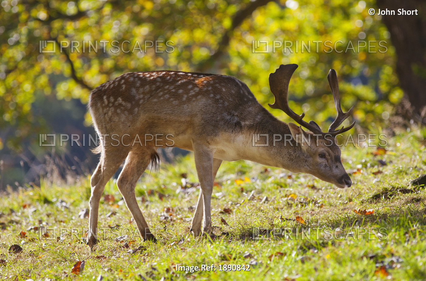 A Deer With Antlers Grazing On The Grass; North Yorkshire, England