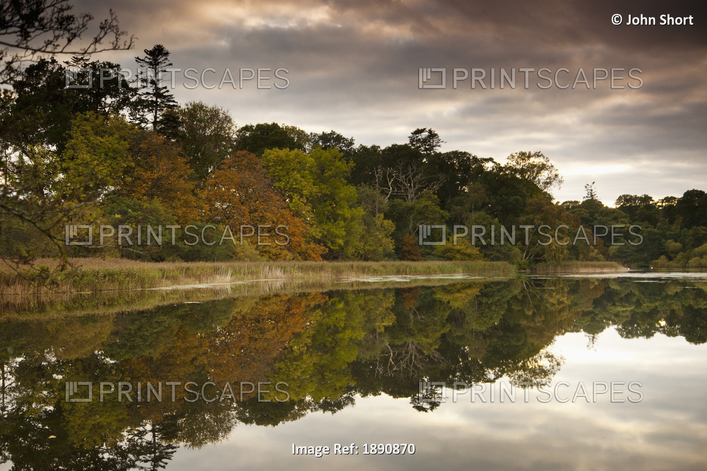 Trees Reflected In Tranquil Water; Scottish Borders, Scotland