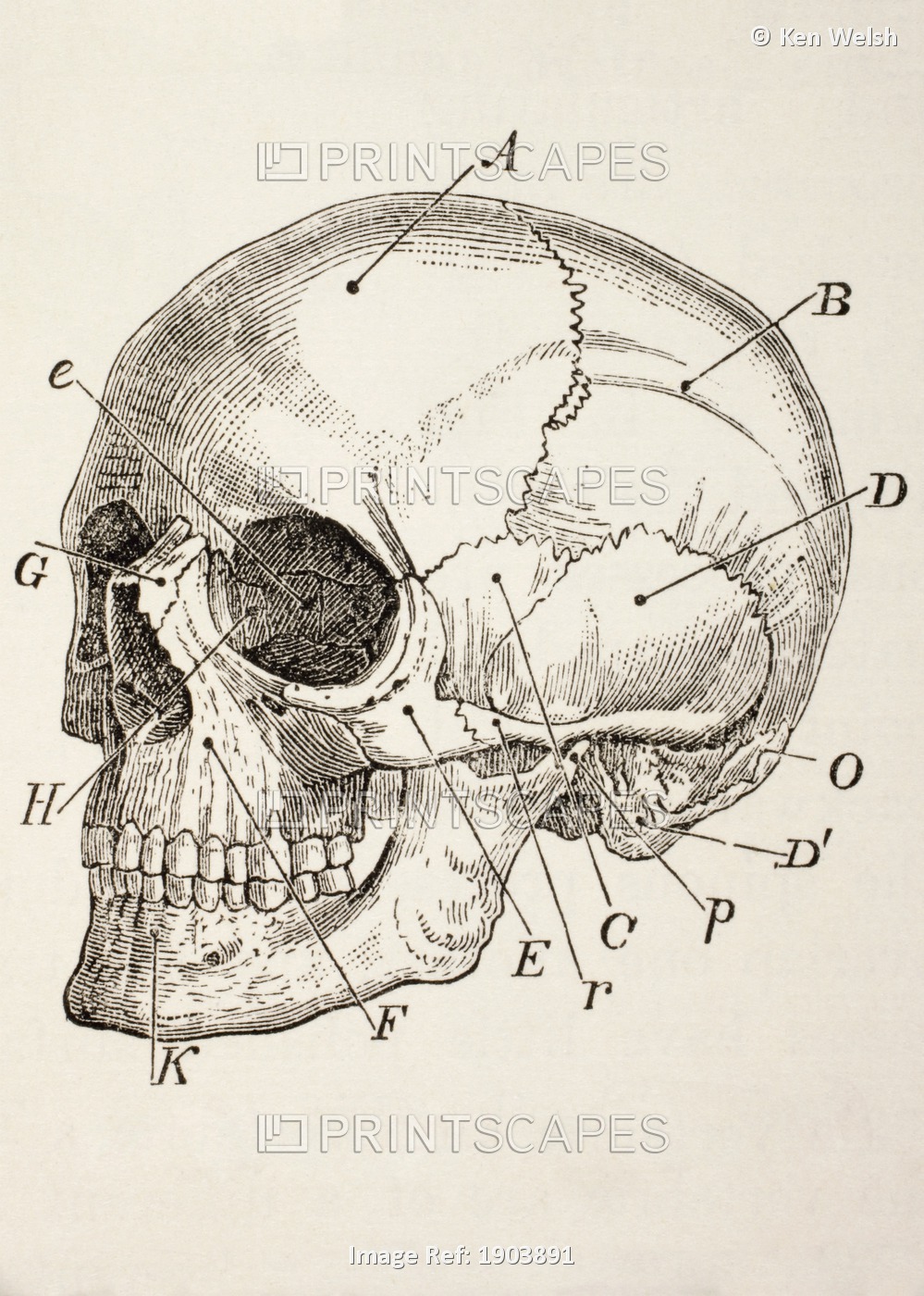 The Human Skull. From The Household Physician, Published Circa 1890.