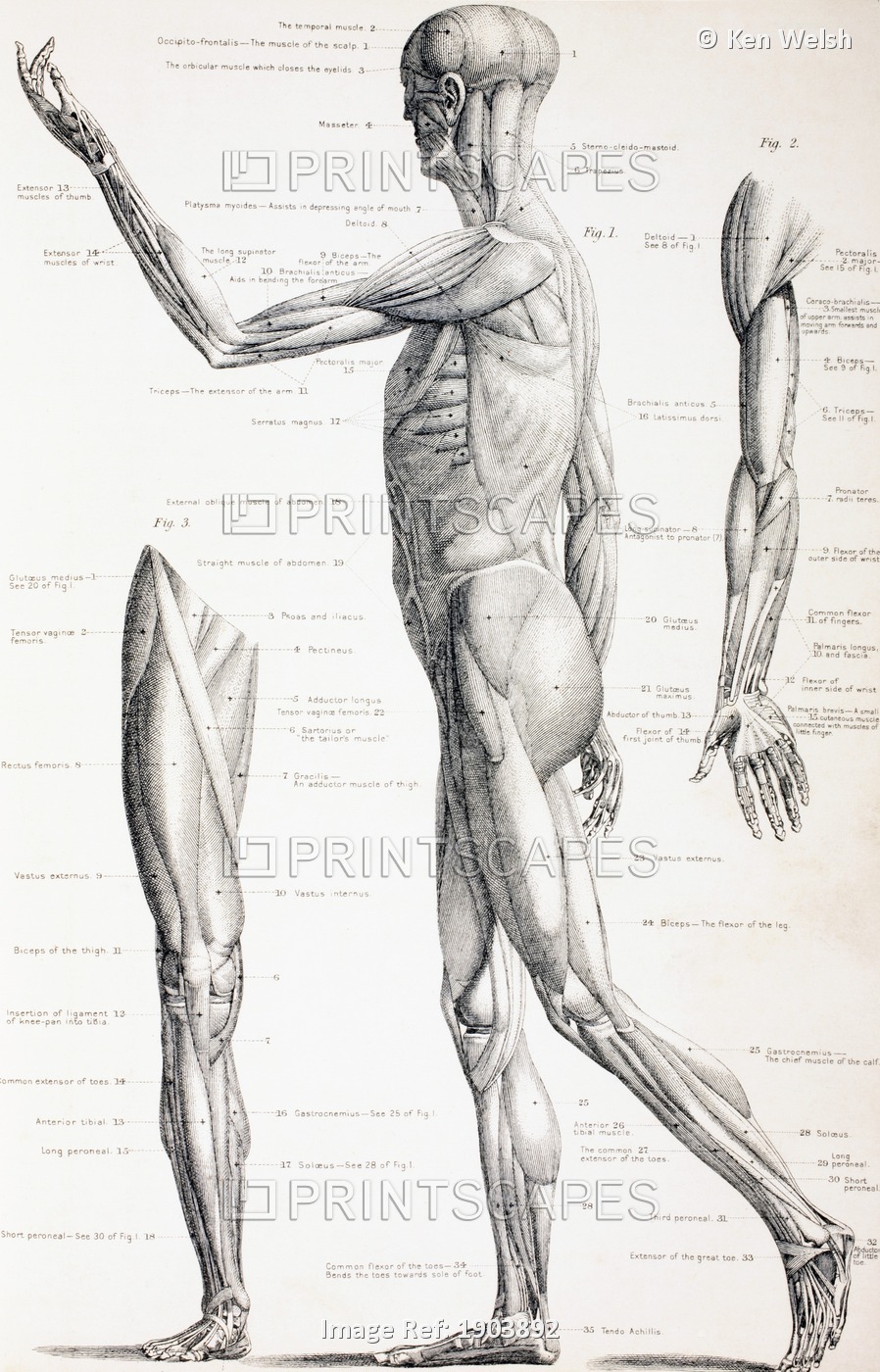 The Muscles Of The Human Body. From The Household Physician, Published Circa ...