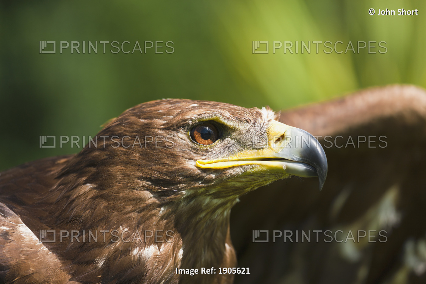 The Head Of An Eagle; Windermere, Cumbria, England
