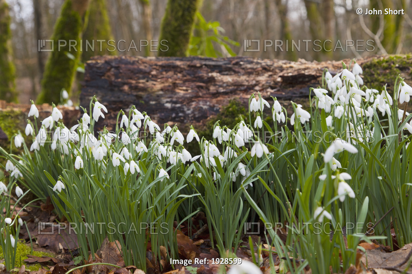 White Flowers Growing On A Forest Floor Beside A Fallen Tree; Dumfries, Scotland
