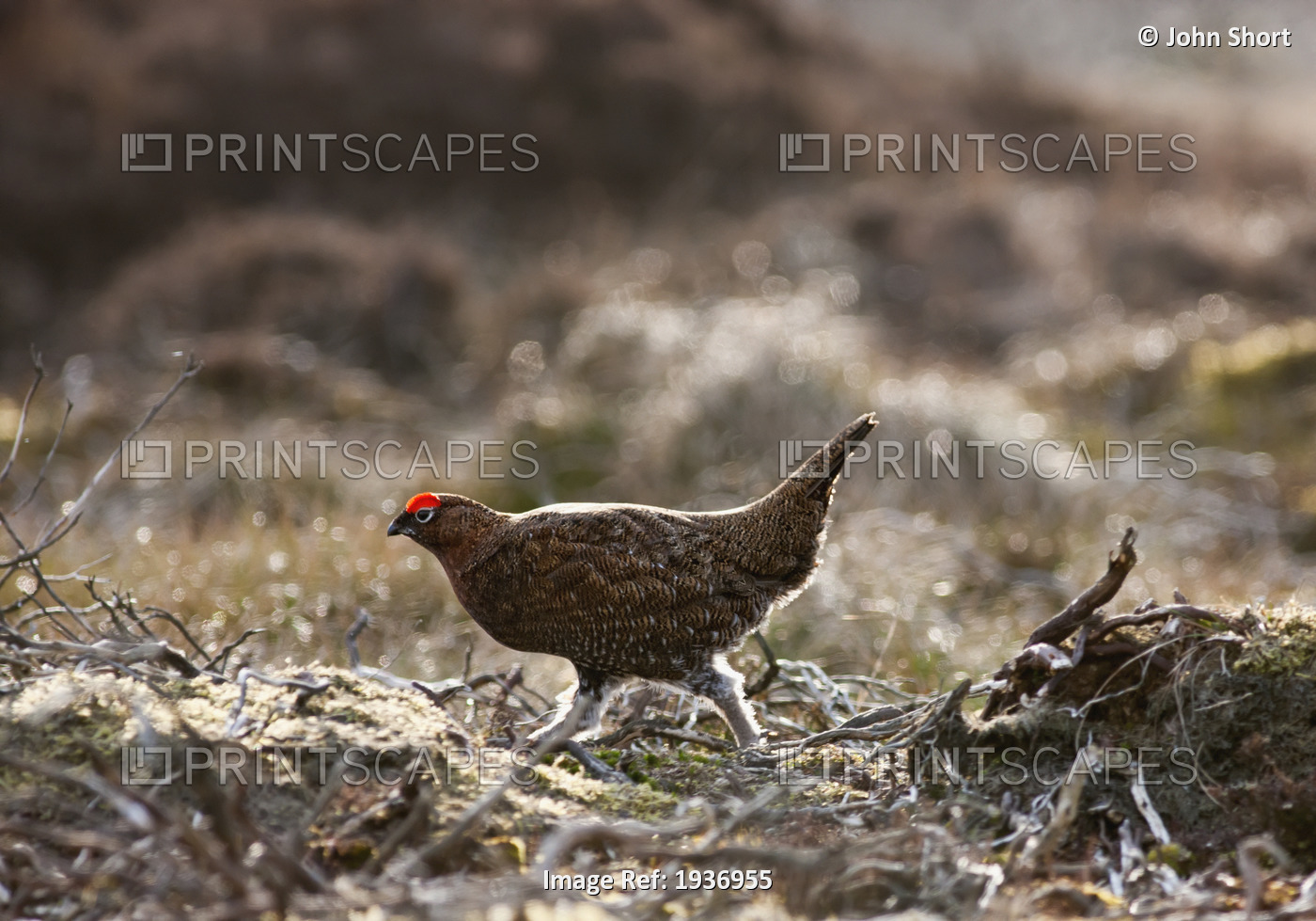 Red Grouse (Lagopus Lagopus Scotica) Walking On The Ground; Yorkshire Dales ...
