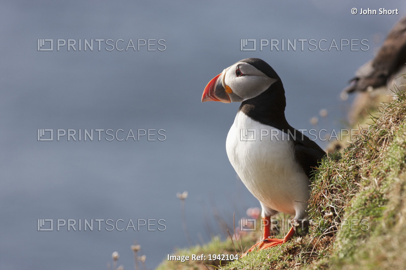 A Puffin Standing On A Steep Slope By The Water; Shetland, Scotland