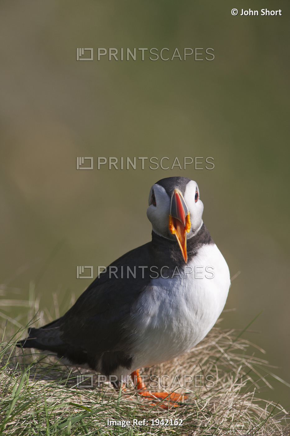 A Puffin With It's Beak Open; Shetland, Scotland