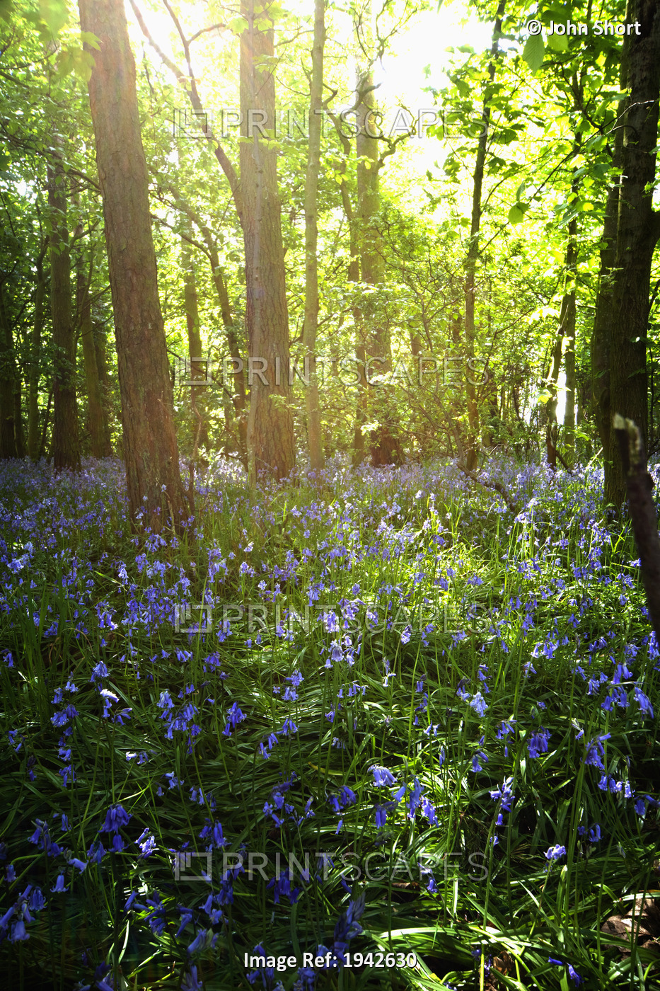Bluebells Growing On A Forest Floor; Northumberland, England