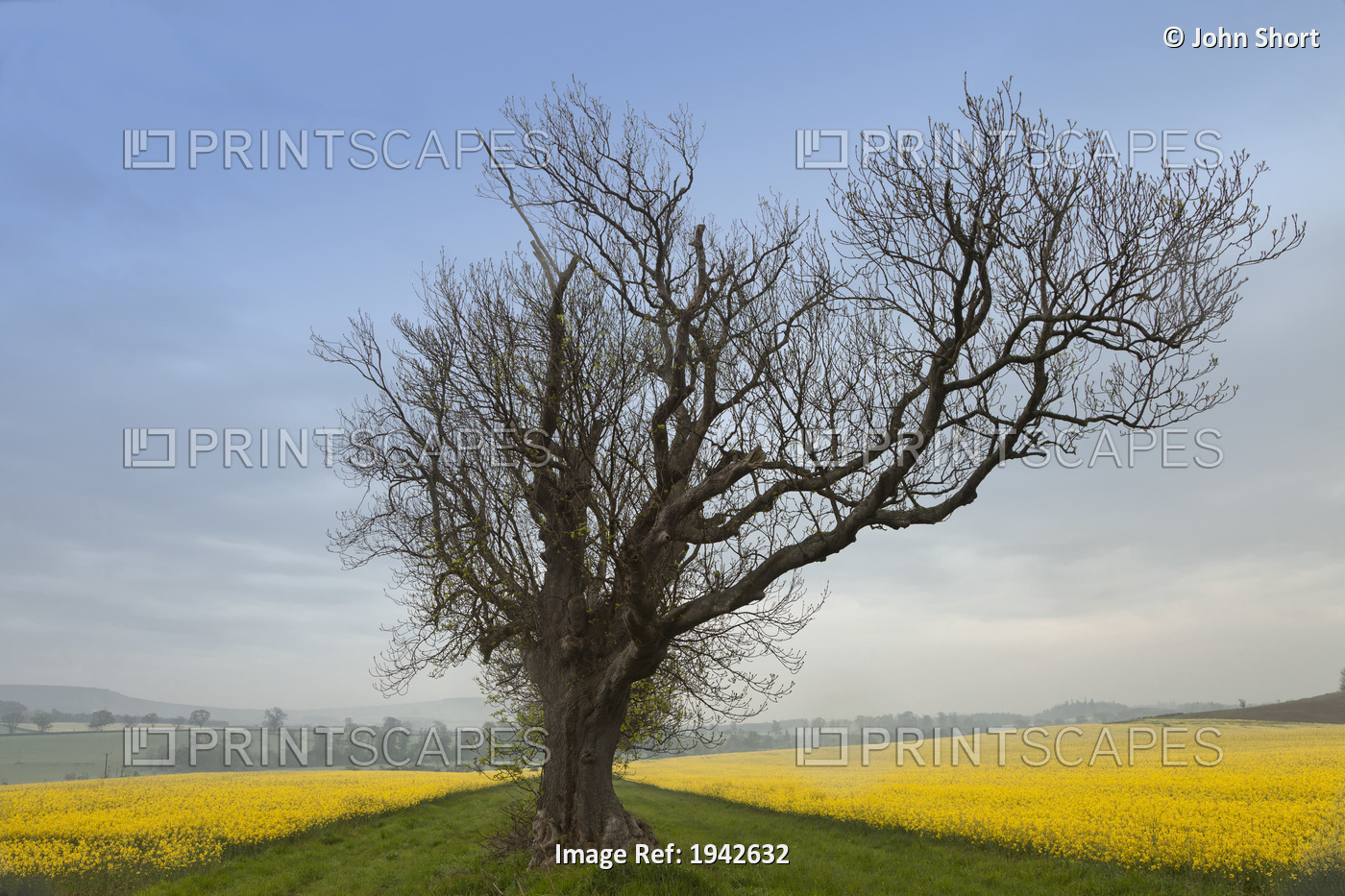 A Lone Tree On The Edge Of A Yellow Field; Northumberland, England