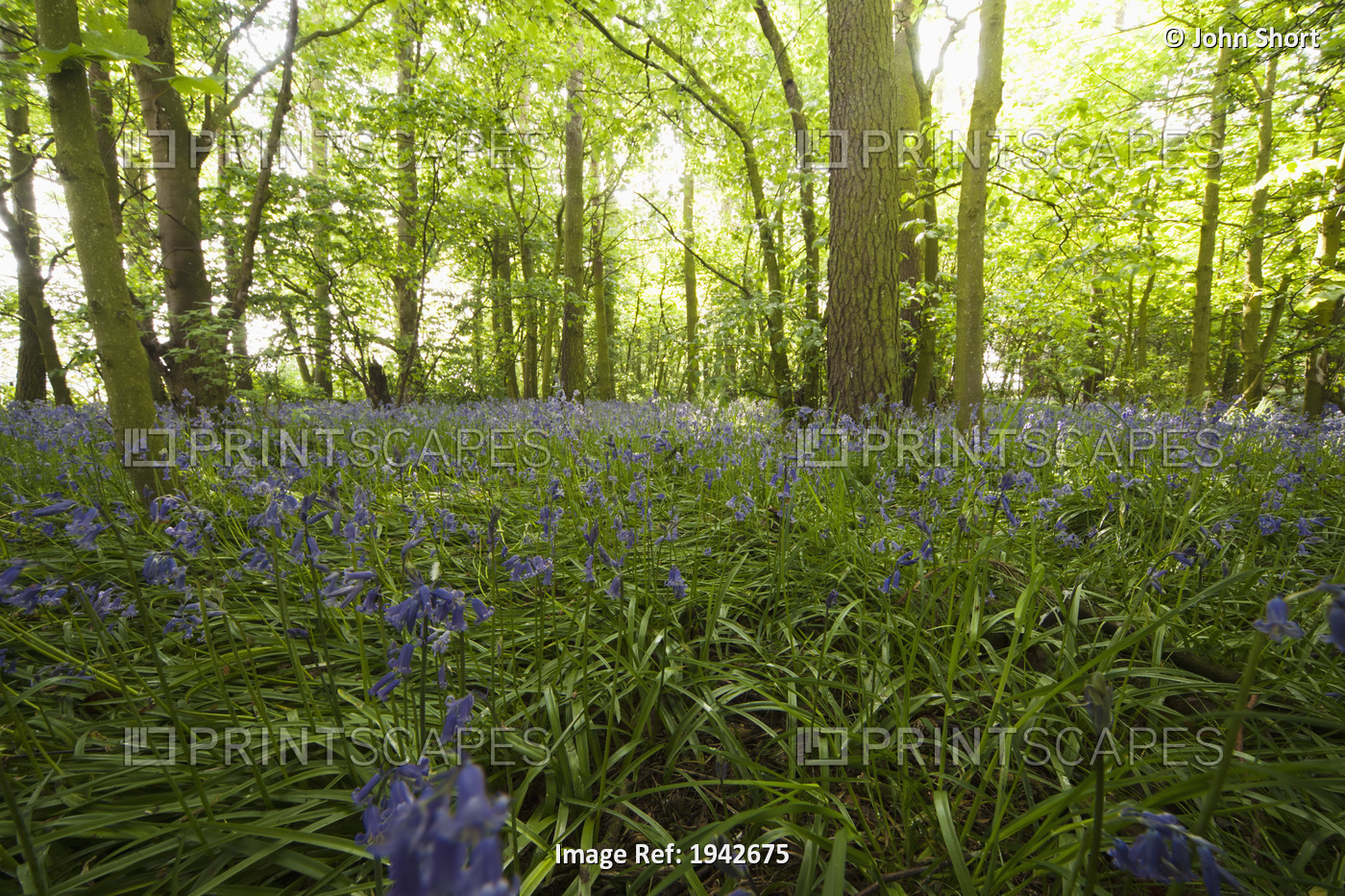 A Forest With Bluebells; Northumberland, England